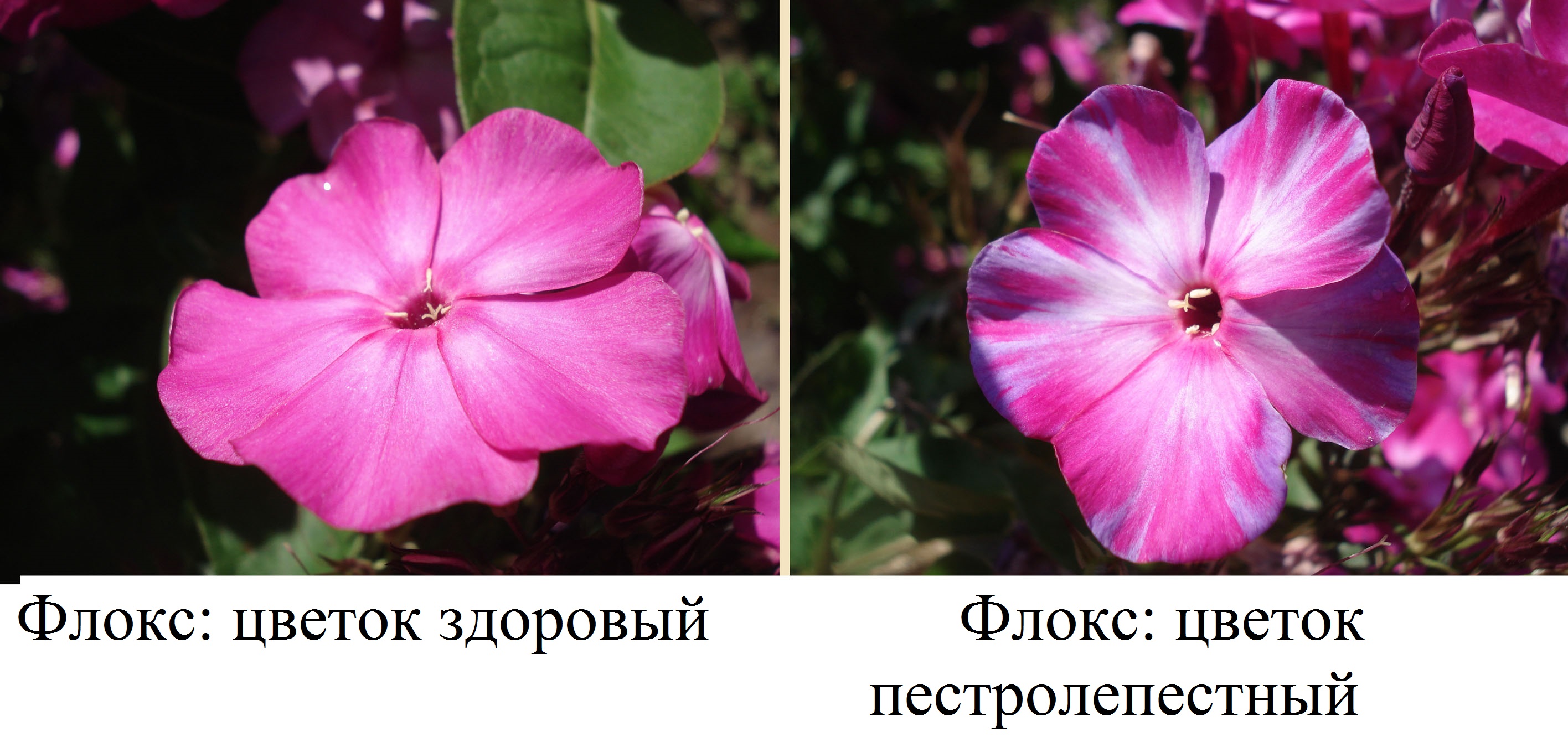 фото  Флокс: цветок здоровый и цветок пестролепестный